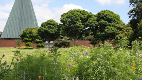 Die Blühflächen auf dem Langenbeker Friedhof sollen die Artenvielfalt erhalten. | Foto: ein