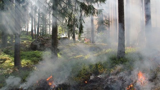 Durch die anhaltende Trockenheit steigt die Waldbrandgefahr enorm | Foto: pixabay