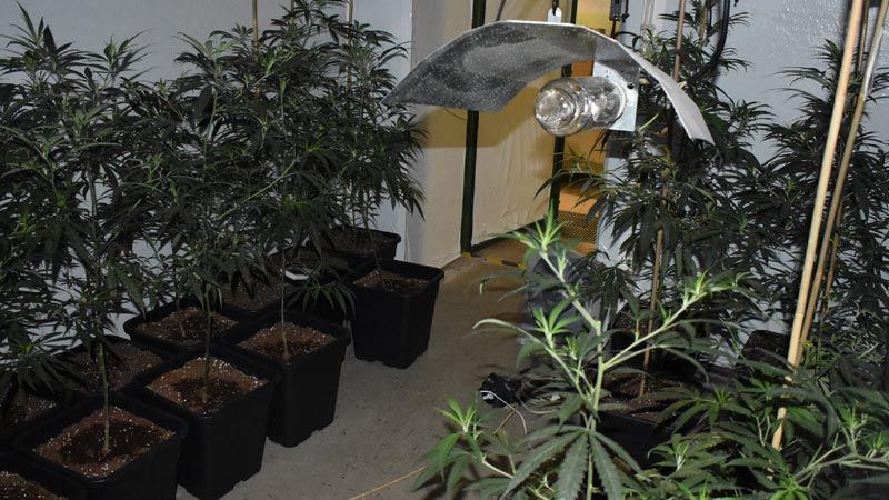 Rund 580 Cannabispflanzen entdeckte die Polizei am Donnerstag in einem ehemaligen Bunker in Buchholz. | Foto: OTS