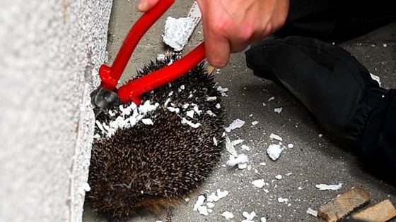 Vorsichtig schnitt die Feuerwehr die Mauer auf um den eingeklemmten Igel zu befreien. | Foto: HamburgNews