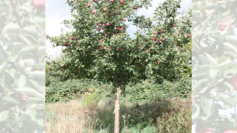 Wie hier in Ramelsloh/Streuobst Domherrengarten dieser Apfelbaum sind die Bäume und Sträucher der Ernteaktion „Gelbes Band – Ernte erwünscht“ in Seevetal mit einem gelben Band markiert. | Foto: ein