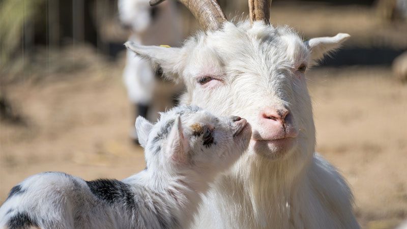 Im Wildpark Schwarze Berge warten die süßen Ziegenlämmer auf die Besucher. | Foto: A. Kaßner