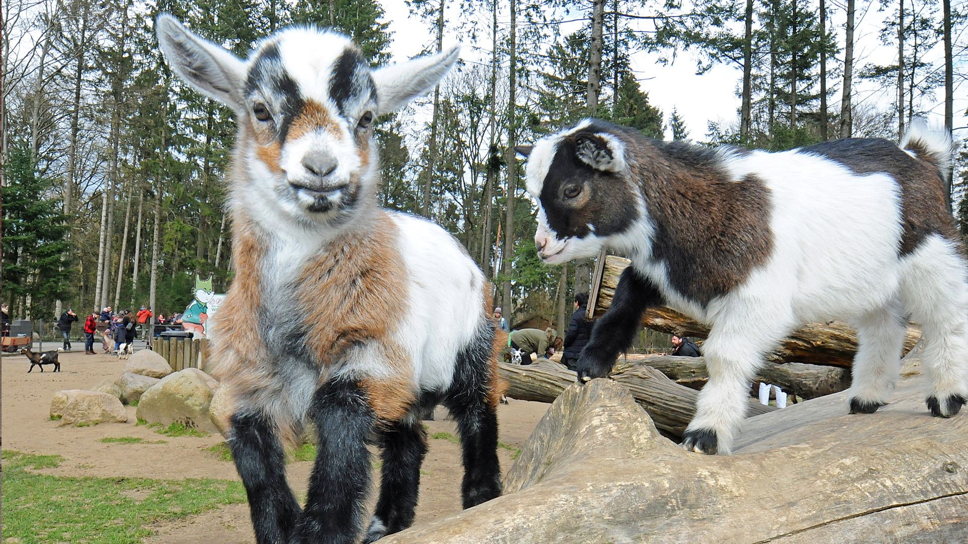 Im Wildpark schwarze Berge tummelt sich der Nachwuchs. | Foto: Wildpark Schwarze Berge