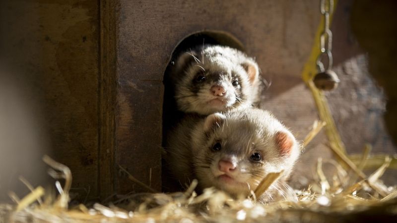 Neugierige Frettchen im Wildpark Schwarze Berge. | Foto: ein