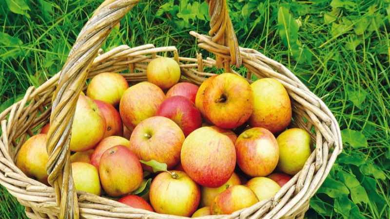 Am Kiekeberg wird aus mitgebrachten Äpfeln leckerer Saft gepresst. | Foto: ein