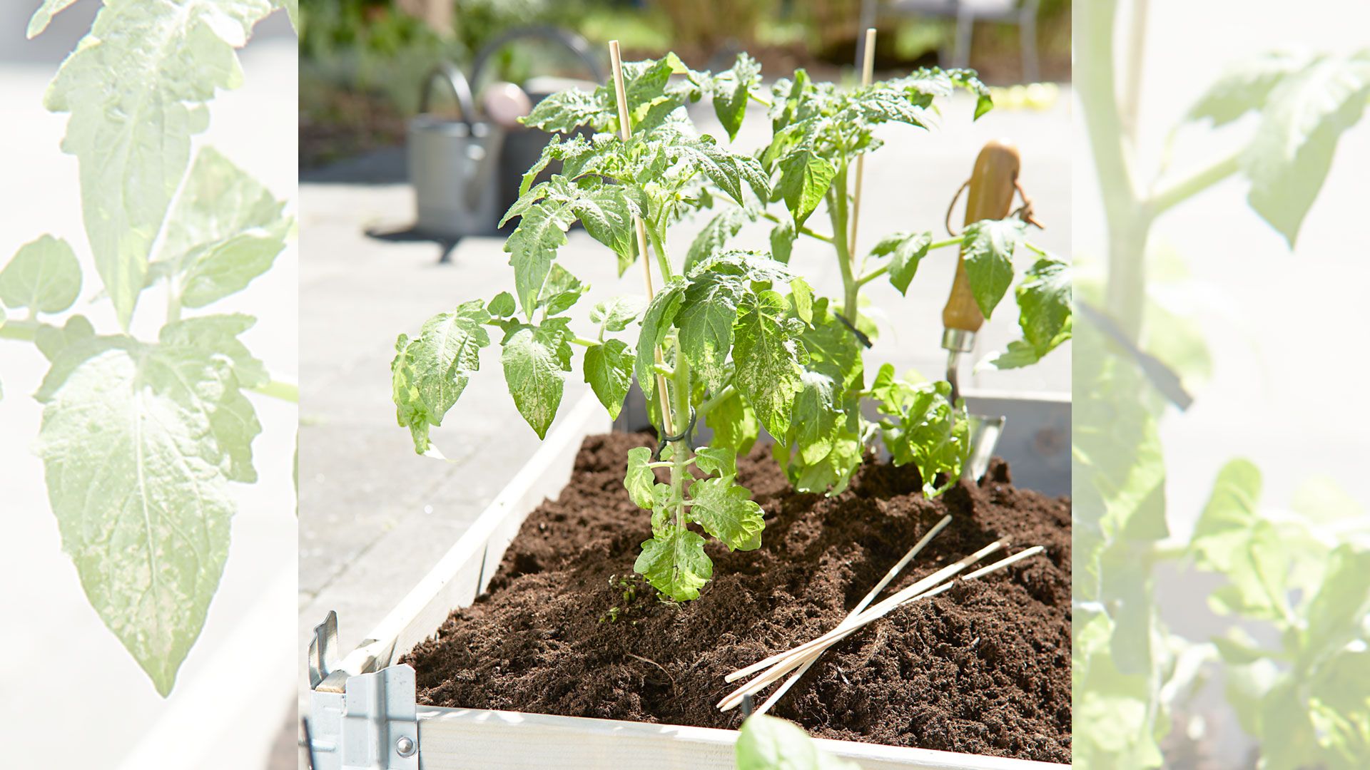 Das Gartencenter Matthies bietet in Zusammenarbeit mit Gärtnermeister Gerd Preuss von der Fa. Oscorna ein Seminar rund um das Thema Gemüse- und Kräuteranbau an.