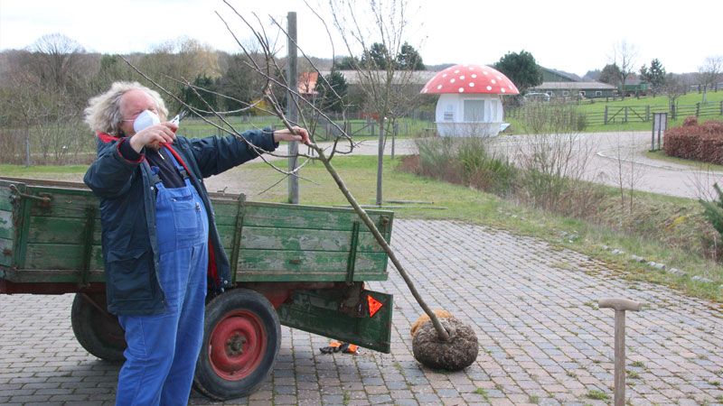 Vor der Pflanzung Apfel des Jahres 2021 „Ingrid-Marie“ im Freilichtmuseum am Kiekeberg beschneidet Eckart Brandt die Baumkrone. | Foto FLMK