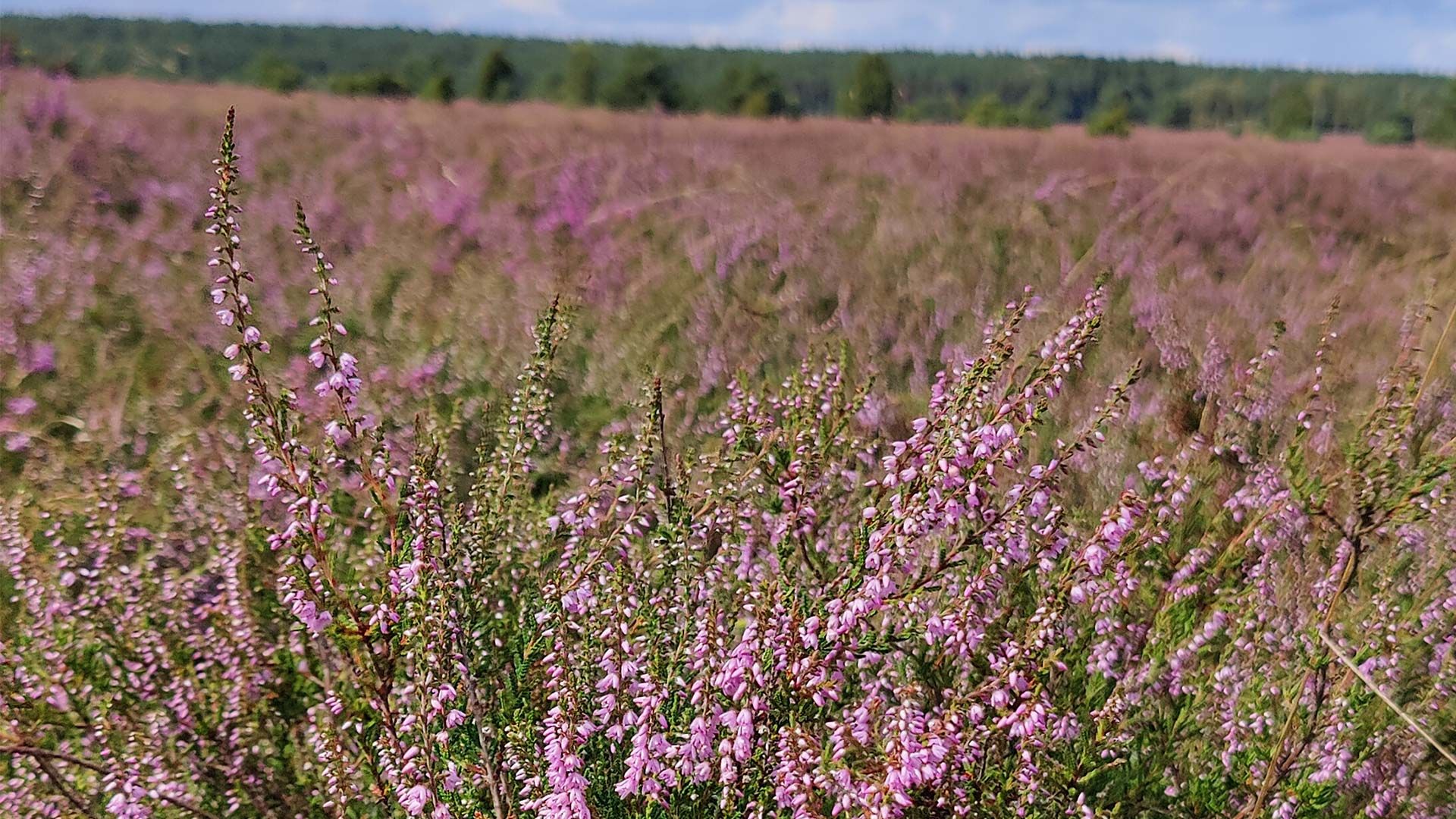 Die Heide blüht gerade. Foto: ein