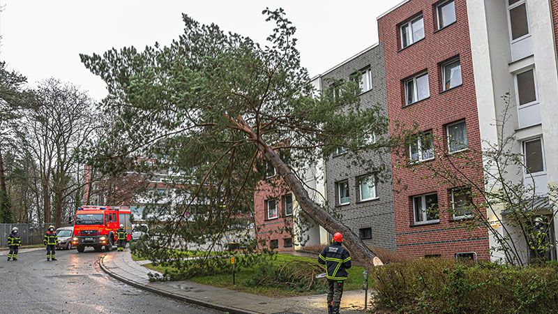 Wie hier in der Beerenhöhe in Eißendorf musste die Feuerwehr bei Orkan Ylenia zahlreiche durch den Orkan schiefstehende Bäume fällen oder umgestürzte Bäume kleisägen und von der Straße bringen. | Foto: Niels Kreller